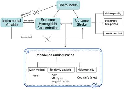 Investigation on the relationship between hemoglobin concentration and stroke risk: a bidirectional Mendelian randomization study